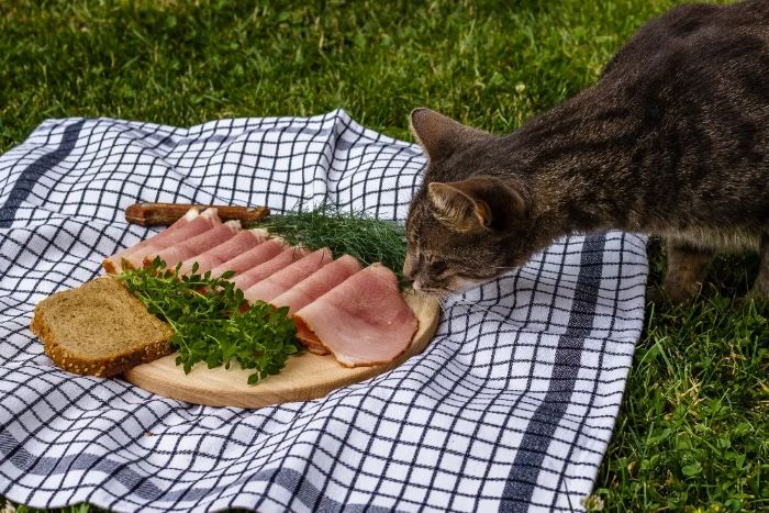 healthy-for-kitties-to-eat-ham-2