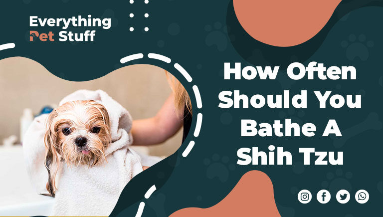 how-often-should-you-bathe-a-shih-tzu-6706248
