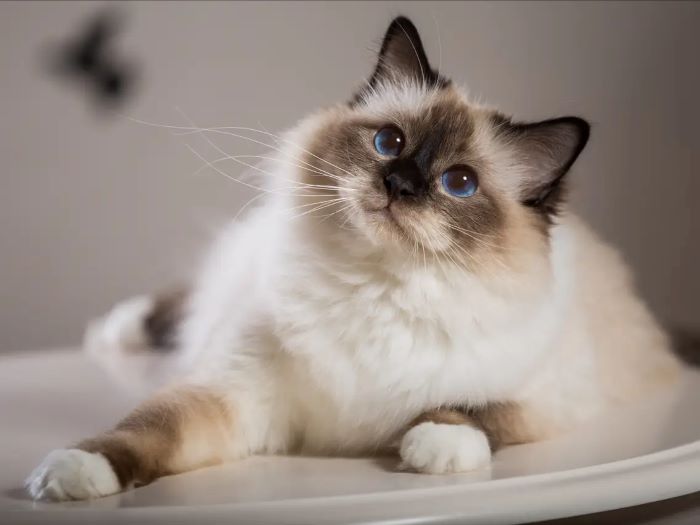 Super Cool & Beautiful Cat Breeds