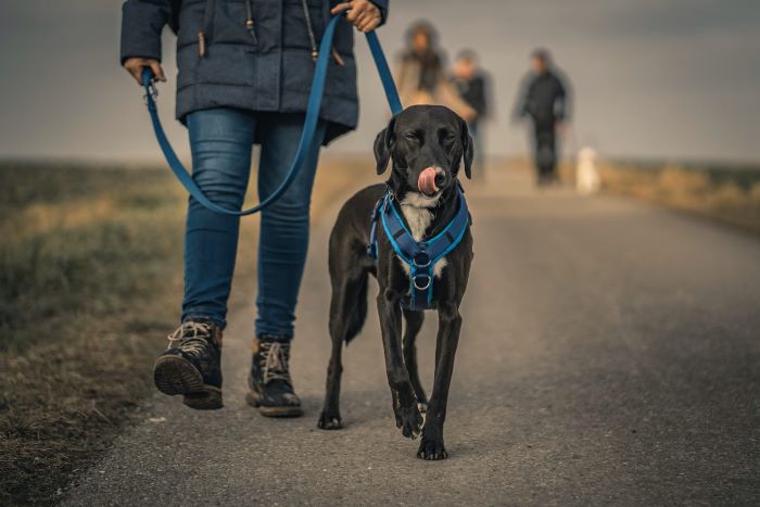 What to Do Before Starting Leash Training