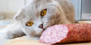 Can Cats Eat Salami