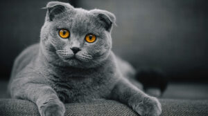 What You Need to Know About Scottish Fold Munchkin Cat