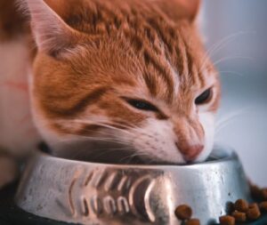 why-cats-always-think-their-bowl-is-empty