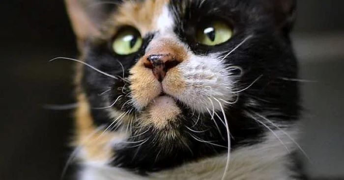 Why Do Cat;s Whiskers Break Off?