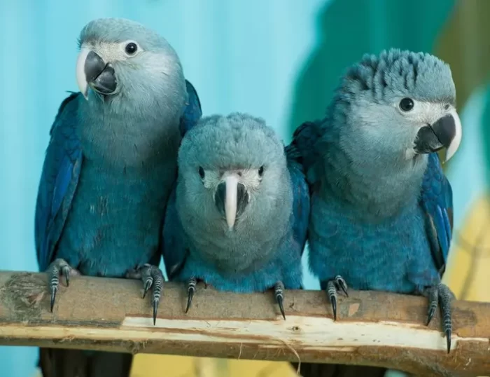 How to Choose the Right Bird Cage For Spix's Macaw