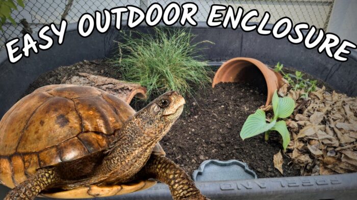 How to Set Up a Safe Outdoor Enclosure for Turtles