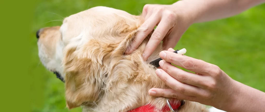 Top 10 Flea and Tick Prevention Methods for Dogs In 2024