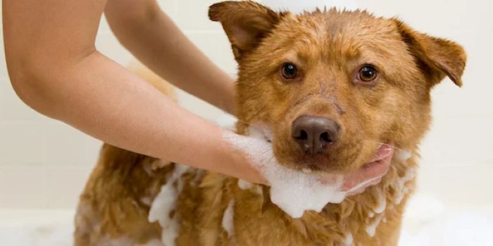 Bathing Your Dog Like a Pro-Vet Everything Pet Stuff