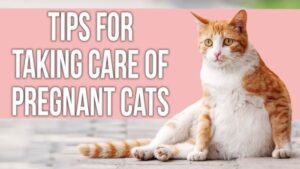 How to Take Care of a Pregnant Cat