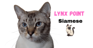 Lynx Point Siamese Cats: Ultimate Guide of (2024)