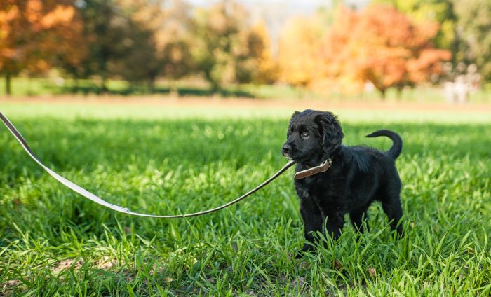 Train Your Dog with a Leash: Tips and Things to Know